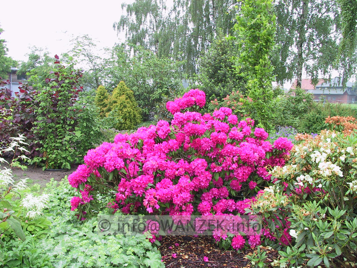 Rhododendron Catharine Van Tol 02.JPG